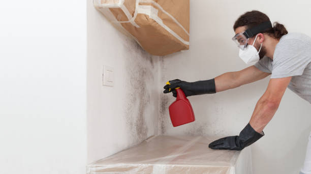 Professional Mold Removal technician working in Babson Park, MA