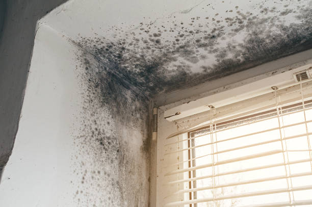 Affordable Mold Cleanup solutions in Babson Park, MA
