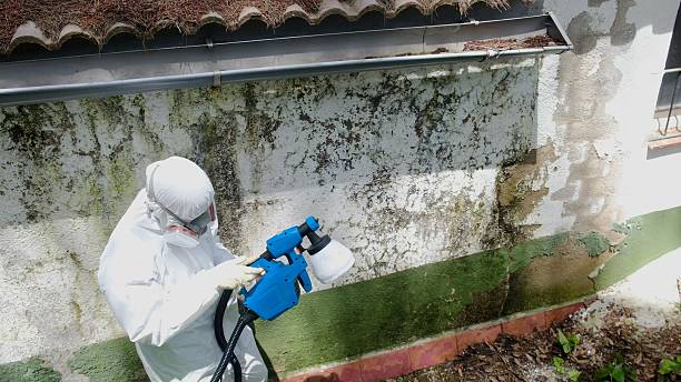 Trusted Attic Mold Removal service in Babson Park, MA - Cheap Mold Removal